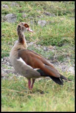 Egyptian Goose